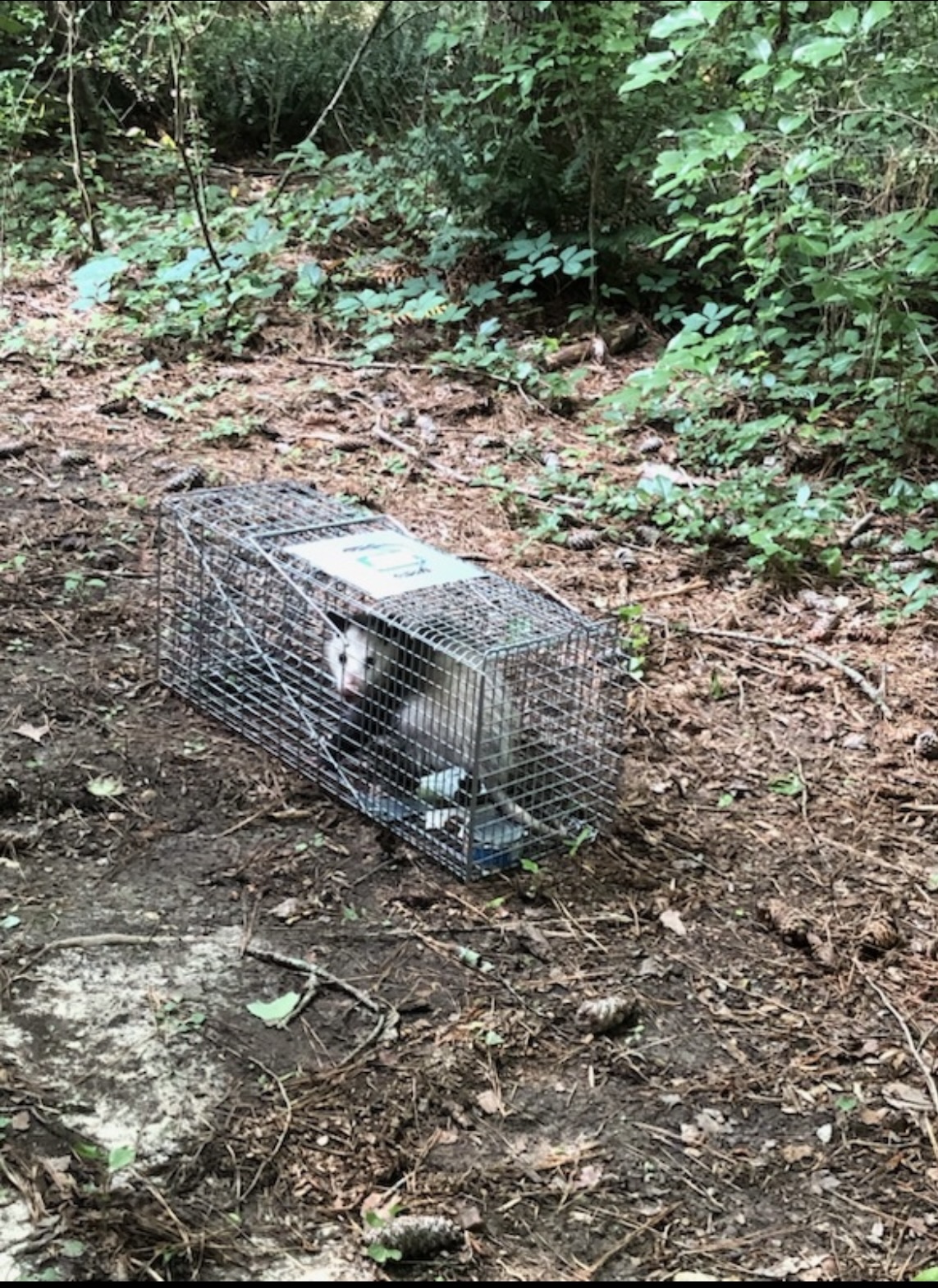 Wildlife Removal in Dallas, GA